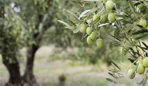 ΓΕΩΠΟΝΟΙ ΜΥΤΙΛΗΝΗ ΛΕΣΒΟΣ ΚΟΥΤΟΥΓΔΗΣ ΕΥΣΤΡΑΤΙΟΣ-ΜΑΡΤΙΝΑΚΟΣ ΔΗΜΗΤΡΙΟΣ ΟΕ